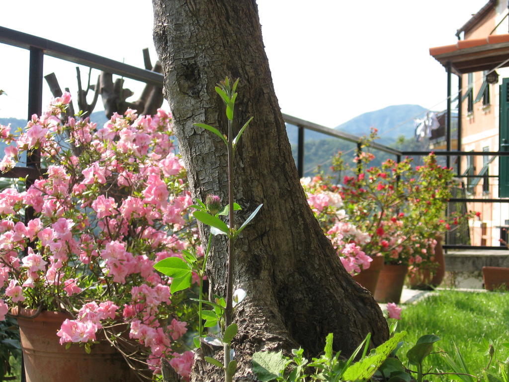 B&B I Glicini Vescina 외부 사진